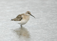 Curlew Sandpiper Calidris ferruginea