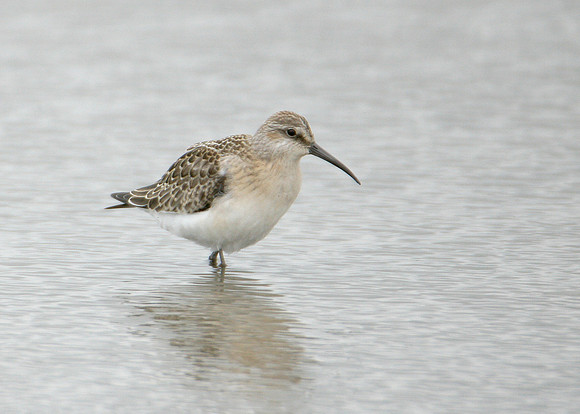 Curlew Sandpiper Calidris ferruginea