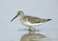 Curlew Sandpiper Calidris ferruginea