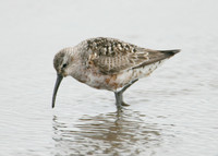 Curlew Sandpiper Calidris ferruginea