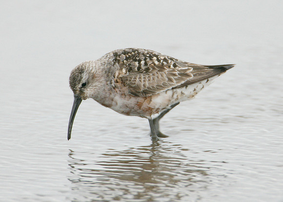Curlew Sandpiper Calidris ferruginea