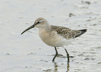 Curlew Sandpiper Calidris ferruginea