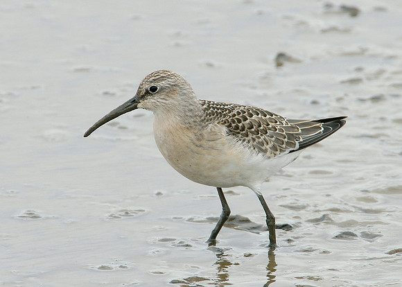 Curlew Sandpiper Calidris ferruginea