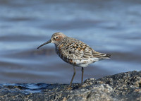 Curlew Sandpiper Calidris ferruginea