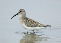 Curlew Sandpiper Calidris ferruginea