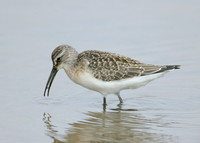 Curlew Sandpiper Calidris ferruginea
