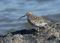Curlew Sandpiper Calidris ferruginea