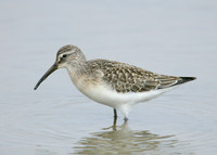 Curlew Sandpiper Calidris ferruginea