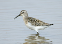Curlew Sandpiper Calidris ferruginea