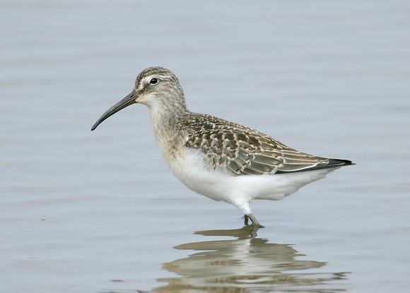 Curlew Sandpiper Calidris ferruginea