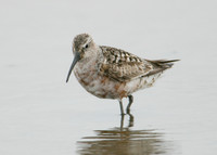 Curlew Sandpiper Calidris ferruginea