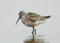 Curlew Sandpiper Calidris ferruginea