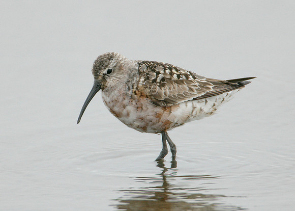 Curlew Sandpiper Calidris ferruginea
