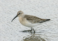 Curlew Sandpiper Calidris ferruginea