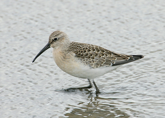Curlew Sandpiper Calidris ferruginea