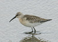 Curlew Sandpiper Calidris ferruginea