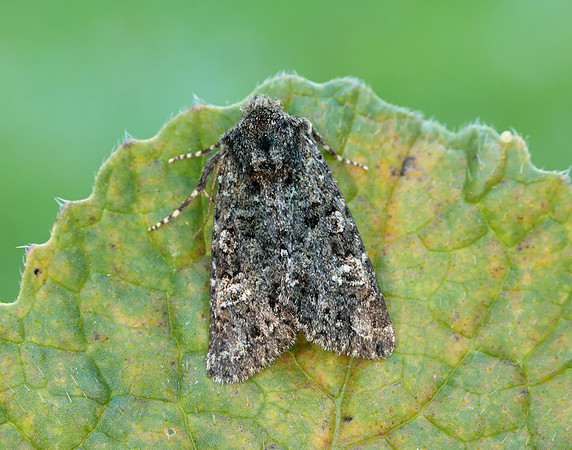 73.235 BF2255 Feathered Ranunculus Polymixis lichene