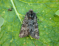 73.235 BF2255 Feathered Ranunculus Polymixis lichene