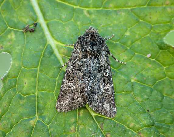 73.235 BF2255 Feathered Ranunculus Polymixis lichene