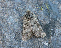 73.235 BF2255 Feathered Ranunculus Polymixis lichene
