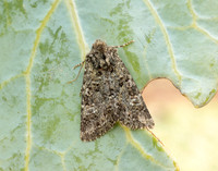 73.235 BF2255 Feathered Ranunculus Polymixis lichene