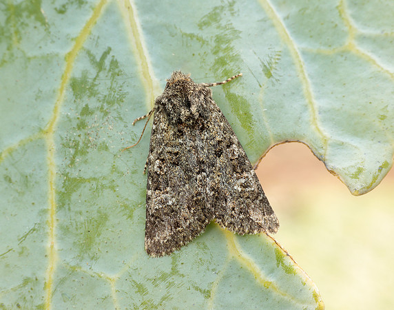 73.235 BF2255 Feathered Ranunculus Polymixis lichene