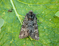 73.235 BF2255 Feathered Ranunculus Polymixis lichene