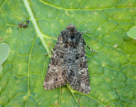 73.235 BF2255 Feathered Ranunculus Polymixis lichene