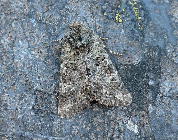 73.235 BF2255 Feathered Ranunculus Polymixis lichene