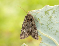 73.235 BF2255 Feathered Ranunculus Polymixis lichene