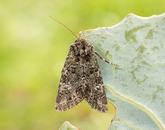 73.235 BF2255 Feathered Ranunculus Polymixis lichene