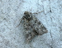 73.235 BF2255 Feathered Ranunculus Polymixis lichene