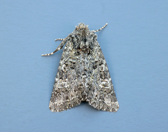 73.235 BF2255 Feathered Ranunculus Polymixis lichene