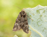 73.235 BF2255 Feathered Ranunculus Polymixis lichene