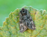 73.235 BF2255 Feathered Ranunculus Polymixis lichene