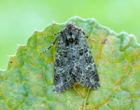 73.235 BF2255 Feathered Ranunculus Polymixis lichene