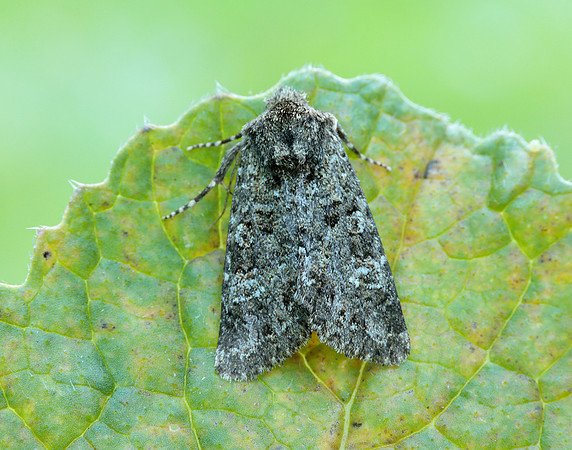 73.235 BF2255 Feathered Ranunculus Polymixis lichene
