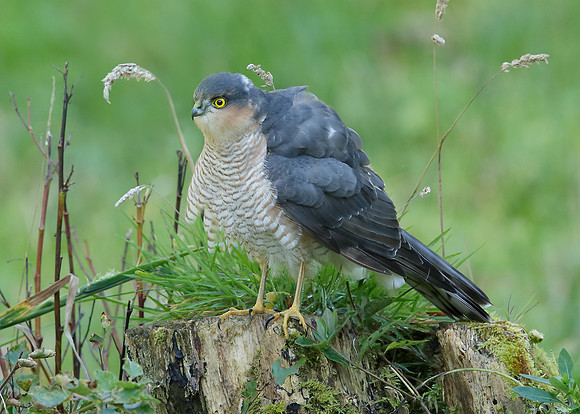 Sparrowhawk Accipiter nisus