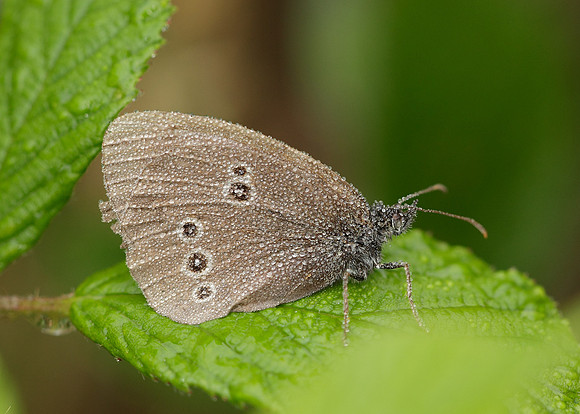 Ringlet Aphantopus hyperantus
