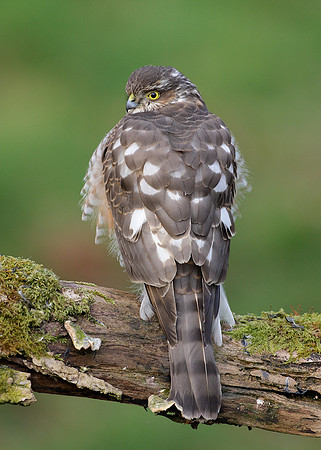 Sparrowhawk Accipiter nisus
