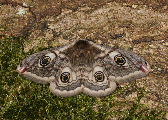 68.001BF 1643 Emperor Moth Saturnia pavonia