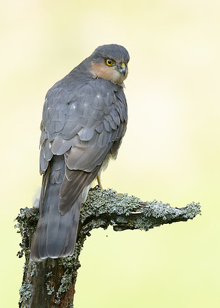 Sparrowhawk Accipiter nisus