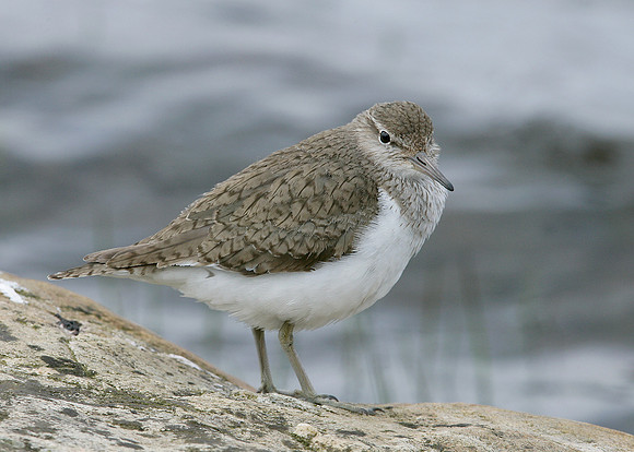Common Sandpiper Actitis hypoleucos
