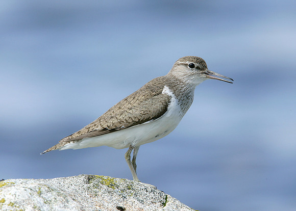 Common Sandpiper Actitis hypoleucos