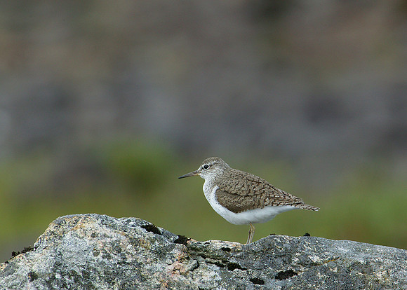 Common Sandpiper Actitis hypoleucos
