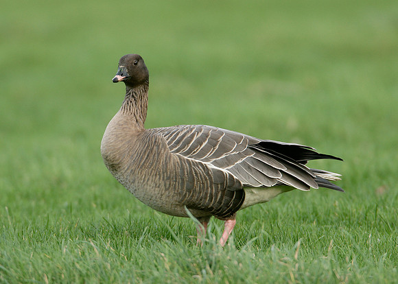 Pink-footed Goose Anser brachyrhynchus