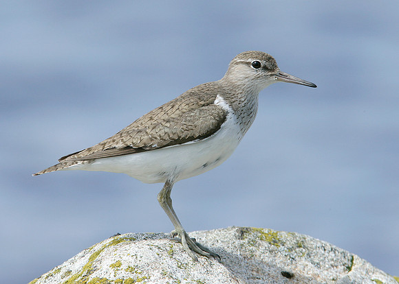 Common Sandpiper Actitis hypoleucos