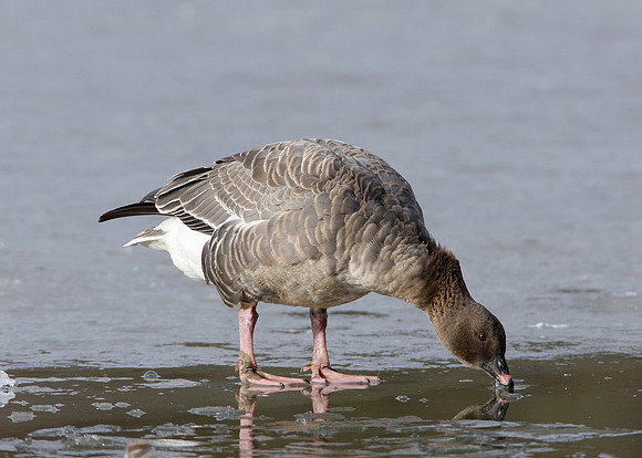 Pink-footed Goose Anser brachyrhynchus