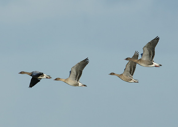 Pink-footed Goose Anser brachyrhynchus