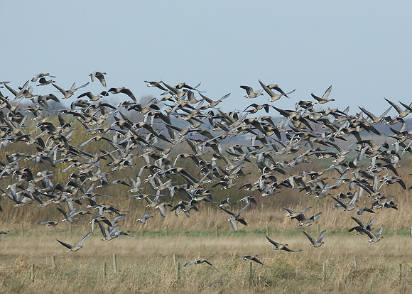 Pink-footed Goose Anser brachyrhynchus